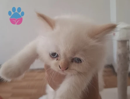 SCOTTİSH VE İRAN KEDİSİ KIRMASI