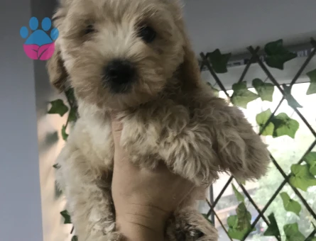 SAFKAN  VE IRK GARANTİLİ MALTİPOO YAVRULARI - 6678