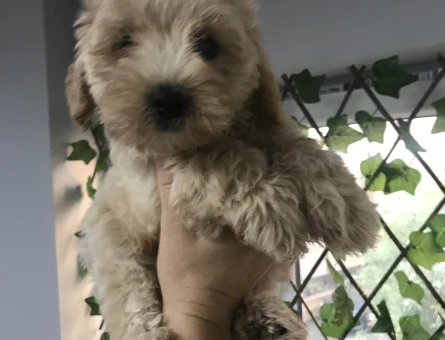 SAFKAN  VE IRK GARANTİLİ MALTİPOO YAVRULARI - 6678