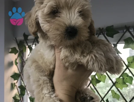 SAFKAN  VE IRK GARANTİLİ MALTİPOO YAVRULARI