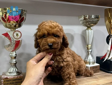 KOREAN ÇOK ÖZEL TOY POODLE YAVRULARIMIZ