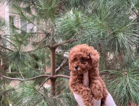 Mükemmel En Özel Toy Poodle Yavrular - 6680
