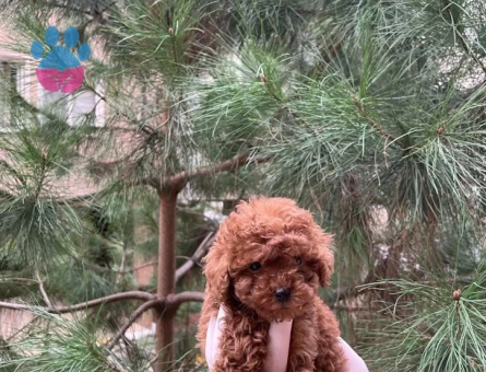 Mükemmel En Özel Toy Poodle Yavrular