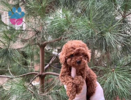 Mükemmel En Özel Toy Poodle Yavrular