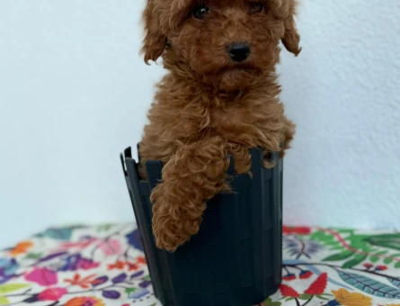 Sağlık Ve Irk Garantisi Altında Toy Poodle Yavru - 6682
