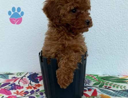 Sağlık Ve Irk Garantisi Altında Toy Poodle Yavru