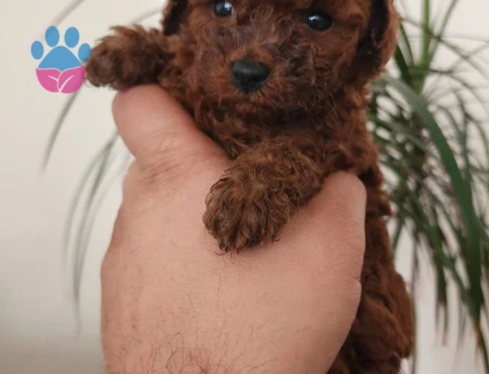 Shov Kali̇te Toy Poodle Yavrularimiz - 6683