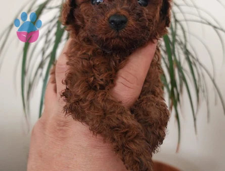 Shov Kali̇te Toy Poodle Yavrularimiz