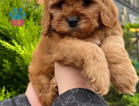 Kaliteli Maltipoo Yavrular Beyaz Krem Tarçın - 6684