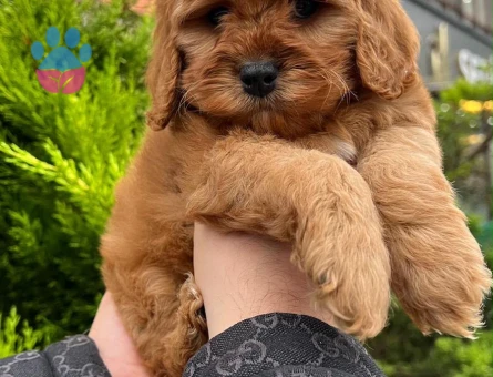 Kaliteli Maltipoo Yavrular Beyaz Krem Tarçın