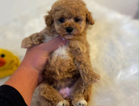 Zeki Oyuncu Toy Poodle Bebekler - 6685