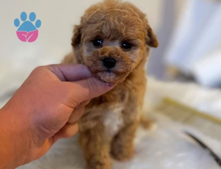 Zeki Oyuncu Toy Poodle Bebekler
