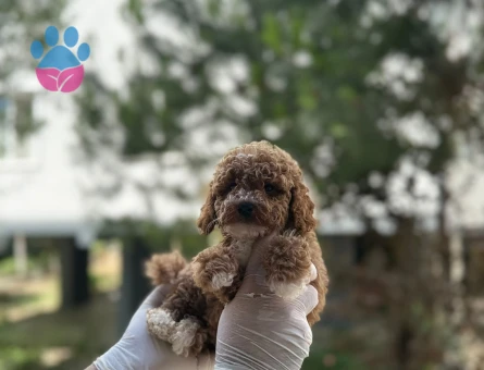A Kalite Irk Kg Sağlık Garantili Yavrularımız