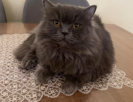 British Longhair Kısır Erkek - 6690