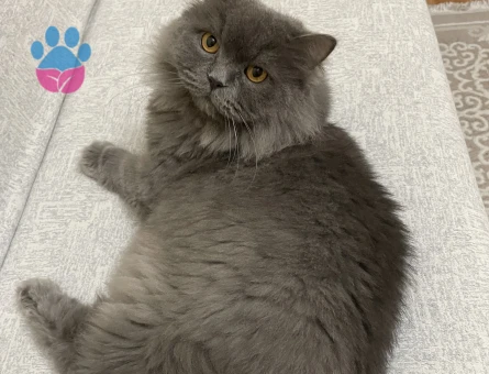 British Longhair Kısır Erkek