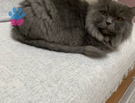 British Longhair Kısır Erkek