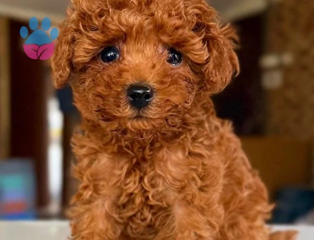 EN ÖZEL KOREAN TOY POODLE YAVRULARIMIZ - 6691