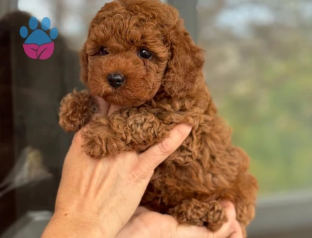 EN ÖZEL KOREAN TOY POODLE YAVRULARIMIZ