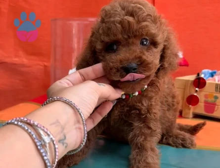 TEDDY BEAR TOY POODLE YAVRULARI