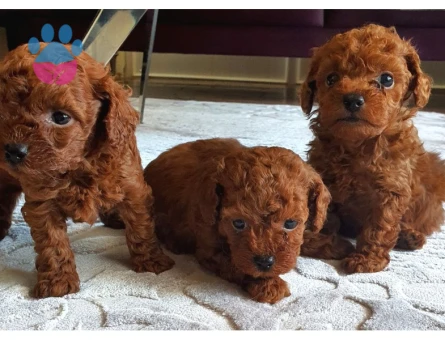 TEDDY BEAR TOY POODLE YAVRULARI - 6692