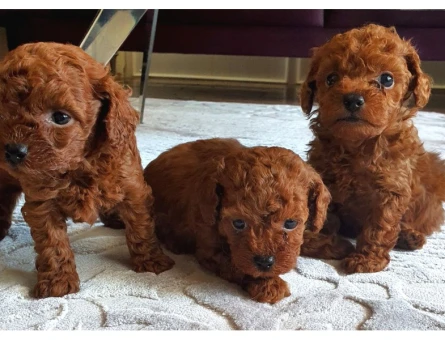 TEDDY BEAR TOY POODLE YAVRULARI - 6692