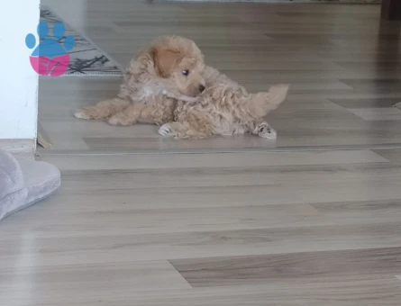 Karamel
