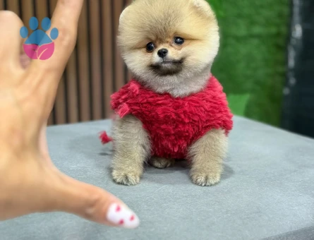 IRKININ EN MÜKEMMELİ POMERANIAN BOO YAVRULARI