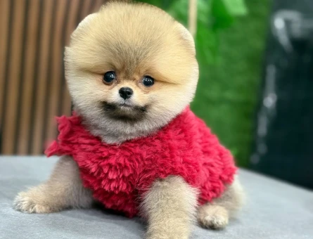 IRKININ EN MÜKEMMELİ POMERANIAN BOO YAVRULARI - 6704