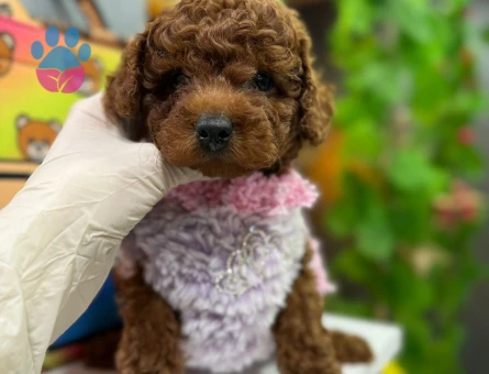 SHOV KALİTE TOY POODLE YAVRULARIMIZ - 6705