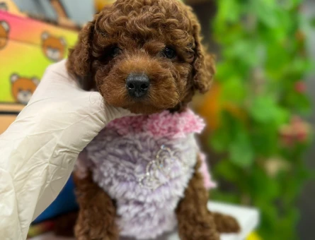 SHOV KALİTE TOY POODLE YAVRULARIMIZ - 6705