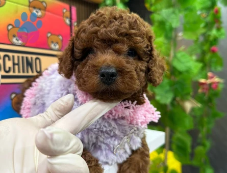 SHOV KALİTE TOY POODLE YAVRULARIMIZ