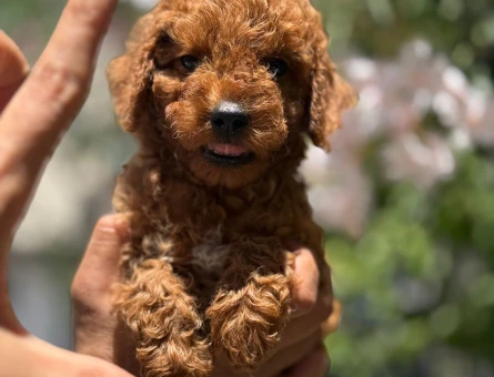 BİBLO GİBİ ÇOK ÖZEL TOY POODLE YAVRULARI - 6706