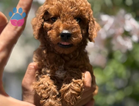 BİBLO GİBİ ÇOK ÖZEL TOY POODLE YAVRULARI