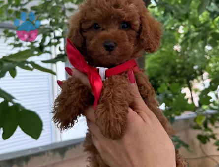 EN İYİSİNİ  ARAYANLARA TOY POODLE YAVRULARI