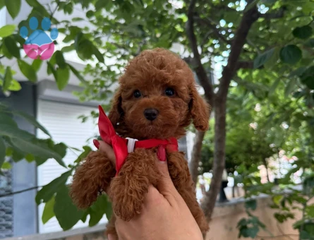 EN İYİSİNİ  ARAYANLARA TOY POODLE YAVRULARI - 6707