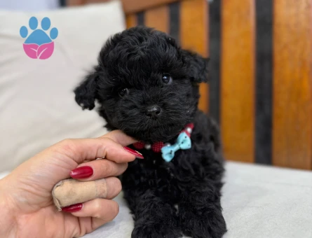 SIYAH ÇOK ÖZEL TOY POODLE YAVRULARIMIZ - 6708