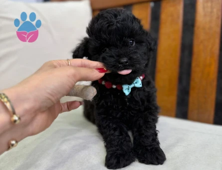 ASALETİN SİYAH HALİ TOY POODLE YAVRULARI - 6709