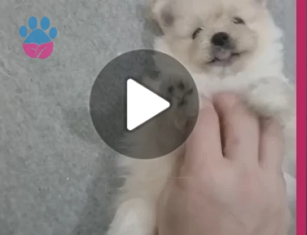 Ayı Surat Klasik Pomeranian 2 aylık - 6710