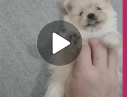 Ayı Surat Klasik Pomeranian 2 aylık - 6710