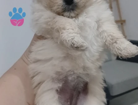 Ayı Surat Klasik Pomeranian 2 aylık
