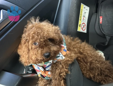 Toy poodle 1 Yaşında Erkek