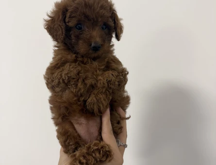 Poodle Bebek - 6714