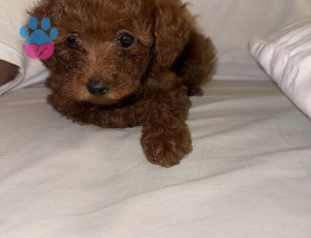 Poodle Bebek
