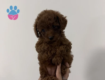 Poodle Bebek