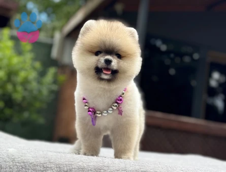 Sağlıklı ve Sevimli Pomeranian Boo Yavruları - 6715