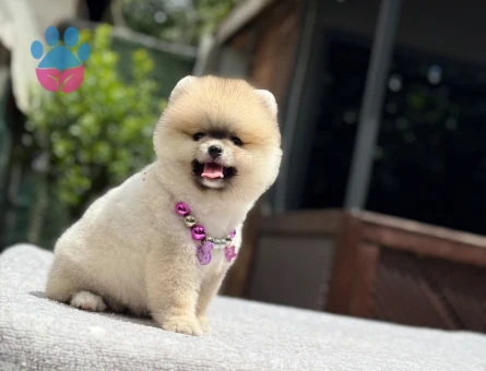 Sağlıklı ve Sevimli Pomeranian Boo Yavruları