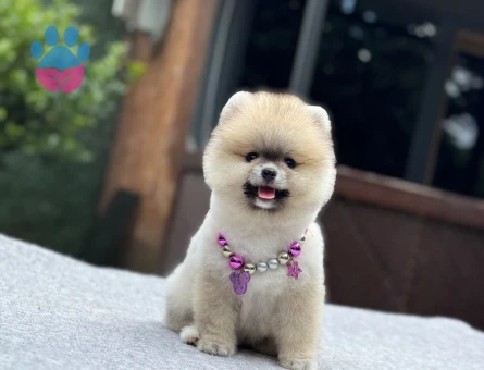 Sağlıklı ve Sevimli Pomeranian Boo Yavruları