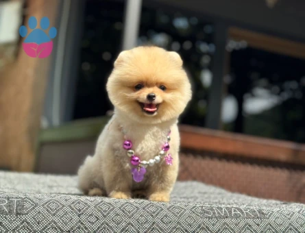 Ruhsatlı Çiftlikten Pomeranian Boo