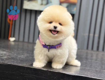 Şirin Pomeranian Boo Yavruları