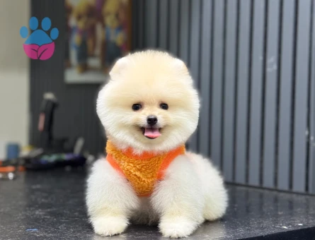 Güvenilir Çiftlikten Pomeranian Boo
